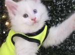Marlon Odd Eyes Polydactyl - Maine Coon Kitten For Sale - Providence&comma; RI&comma; US