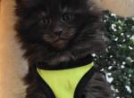Yamir  Black Smoke Polydactyl Boy - Maine Coon Kitten For Sale - 