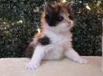 Charlotte Calico - Maine Coon Kitten For Sale - Providence&comma; RI&comma; US