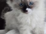 Bueatiful Ragdoll Girl - Ragdoll Kitten For Sale - Westfield&comma; MA&comma; US