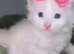 Gabrielle Blue eyes - Maine Coon Kitten For Sale - Providence&comma; RI&comma; US