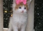 Miranda blue eyes - Maine Coon Kitten For Sale - Providence&comma; RI&comma; US