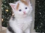 Giovanna Blue eyed calico - Maine Coon Kitten For Sale - Providence&comma; RI&comma; US