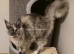 Leilani black Smoke Tortie - Maine Coon Kitten For Sale - Longmont&comma; CO&comma; US