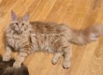 Lanh Red - Maine Coon Kitten For Sale - Longmont&comma; CO&comma; US