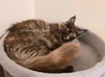 Lexine Tortie - Maine Coon Kitten For Sale - Longmont&comma; CO&comma; US