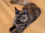 Lilika Tortie - Maine Coon Kitten For Sale - Longmont&comma; CO&comma; US