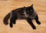 Lutfi Black - Maine Coon Kitten For Sale - Longmont&comma; CO&comma; US