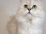 Majestic Retired King - Ragamuffin Cat For Sale - Salem&comma; OR&comma; US