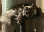 Gracy - Maine Coon Cat For Adoption - Elkhart&comma; IN&comma; US