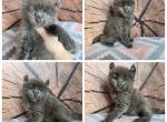 Highlander - Highlander Kitten For Sale - Frenchtown&comma; MI&comma; US