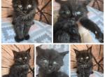 Jet black poly male mc - Maine Coon Kitten For Sale - Frenchtown&comma; MI&comma; US