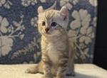 Bridgette Highlander - Highlander Kitten For Sale - Bridgeton&comma; NJ&comma; US