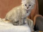 Marmalade Highlander - Highlander Kitten For Sale - 