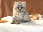 Clementine Highlander - Highlander Kitten For Sale - Bridgeton&comma; NJ&comma; US