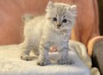 Winnifred Highlander - Highlander Kitten For Sale - Bridgeton&comma; NJ&comma; US