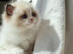 Rhine - Ragdoll Kitten For Sale - Pembroke Pines&comma; FL&comma; US