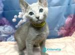 Jerome - Russian Blue Kitten For Sale - Hollywood&comma; FL&comma; US