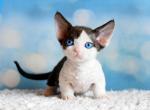 Vera - Minskin Kitten For Sale - Hollywood&comma; FL&comma; US