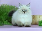 Cindy - Siberian Kitten For Sale - Pembroke Pines&comma; FL&comma; US