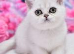 Annabelle - British Shorthair Kitten For Sale - Pembroke Pines&comma; FL&comma; US
