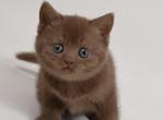 Mimi - British Shorthair Kitten For Sale - Pembroke Pines&comma; FL&comma; US