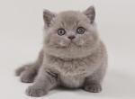 Maximus - British Shorthair Kitten For Sale - Pembroke Pines&comma; FL&comma; US