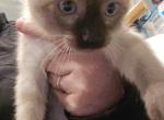 Seal point siamese - Siamese Kitten For Sale - Algonquin&comma; IL&comma; US