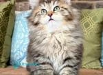 Lubava - Siberian Kitten For Sale - Pembroke Pines&comma; FL&comma; US