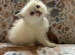Strawberry - Ragdoll Kitten For Sale - Amherst&comma; NH&comma; US