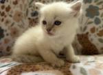 Honey - Ragdoll Kitten For Sale - Amherst&comma; NH&comma; US