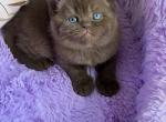 Benjamin - British Shorthair Kitten For Sale - Los Angeles&comma; CA&comma; US