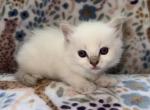Kiwi - Ragdoll Kitten For Sale - 