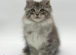 Katu - Maine Coon Kitten For Sale - Miami&comma; FL&comma; US