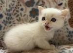 Ice Cream - Ragdoll Kitten For Sale - 
