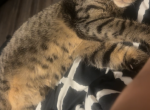 Luna - Domestic Kitten For Adoption - Lancaster&comma; PA&comma; US