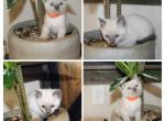 Blue point male - Siamese Kitten For Sale - 
