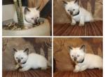 Seal point male - Siamese Kitten For Sale - 