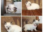 Seal point female - Siamese Kitten For Sale - 