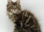 Katran - Maine Coon Kitten For Sale - Miami&comma; FL&comma; US