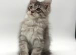 Kleo - Maine Coon Kitten For Sale - Miami&comma; FL&comma; US