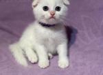 White Scottish fold - Scottish Fold Kitten For Sale - Brooklyn&comma; NY&comma; US