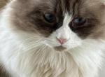 Angel - Ragdoll Cat For Sale - Marco Island&comma; FL&comma; US