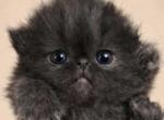 Black boy - Persian Kitten For Sale - 