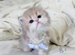 Soho - British Shorthair Kitten For Sale - Staten Island&comma; NY&comma; US