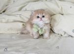 Taro - British Shorthair Kitten For Sale - Staten Island&comma; NY&comma; US