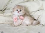 Dina - British Shorthair Kitten For Sale - Staten Island&comma; NY&comma; US