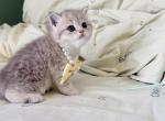 Taco - British Shorthair Kitten For Sale - Staten Island&comma; NY&comma; US