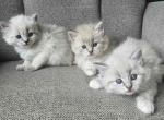 Siberian Nevas Kittens - Siberian Kitten For Sale - 