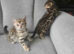 Bengal brothers - Bengal Kitten For Sale - Westfield&comma; MA&comma; US